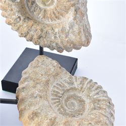 Pair of ammonite fossils, each individually mounted upon a rectangular wooden base, age; Cretaceous period, location; Morocco, H20cm