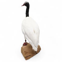 Taxidermy - Black-Necked Swan (Cygnus Melancoryphus), full adult mount upon log H75cm - UK Sale only 