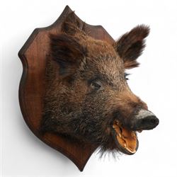 Taxidermy - Wild Boar (Sus Scrofa), adult female shoulder mount looking straight ahead upo...