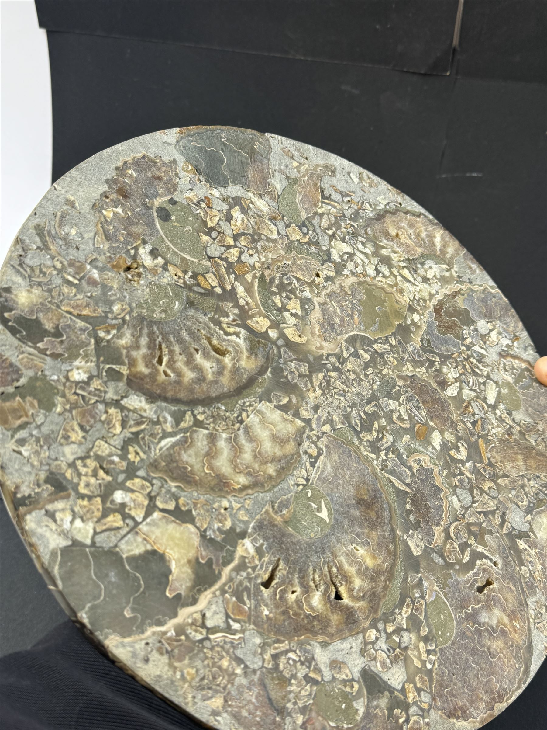 Polished ammonite plate, formed of individual ammonites age; Jurassic period, D27cm