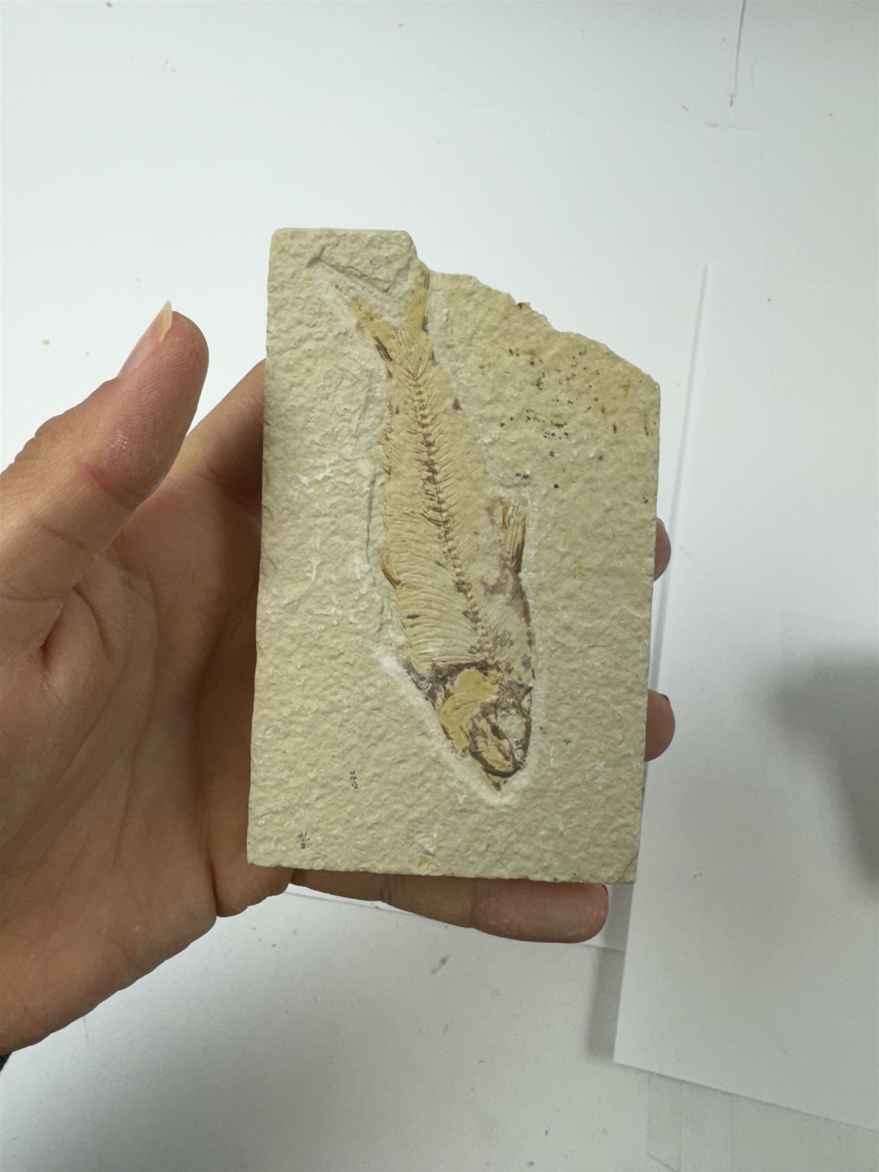 Four fossilised fish (Knightia alta) each in an individual matrix; Eocene period, location; Green River Formation, Wyoming, USA, largest H7cm, W12cm