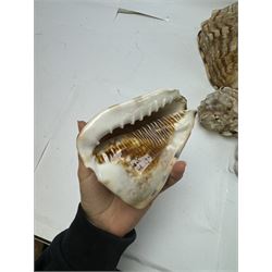 Conchology: selection of shells, including mother of pearl Turbo Marmaratus shell, Conch shells, Triton shell etc 