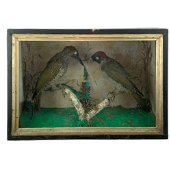 Taxidermy: Cased pair of green woodpeckers, Picus viridis and a single green woodpecker, full mounts on naturalistic branch bases with painted back boards, in ebonised cases. H31cm, W45cm, D17.5cm and H36cm, W28cm, D13.5cm (2)