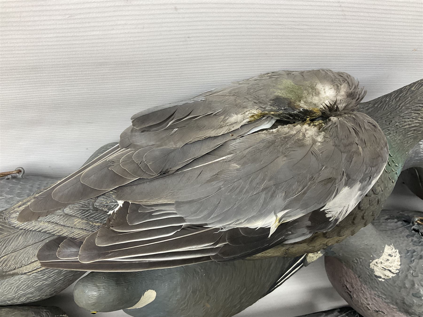 Fourteen Wood Pigeon decoys, together with camouflage netting