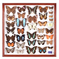 Entomology: Single glazed display of butterflies, circa 20th century, single glazed displa...