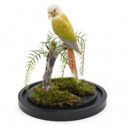 Taxidermy: Cinnamon Green-Cheeked Conure (Pyrrhura Molinae), full adult mount upon a branch in a naturalistic setting, enclosed within a glass dome H40cm - UK Sale only