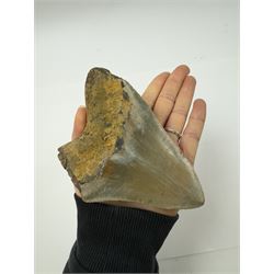 Large Megalodon (Otodus Megalodon) tooth fossil, with fine serrations age; Miocene period location; Java, Indonisia, H11.5cm, W9cm Notes; Believed to have grown as large as 18 metres, the Megalodon was the largest shark and one of the most dominant marine predators ever to have existed. It roamed the ancient seas for around 20 million years until their extinction around 3.6 million years ago. Megalodon teeth vary in colour and ton. influenced and coloured over the millennia by the conditions in which they are preserved