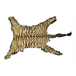 Skins/Hides: Victorian Tiger skin rug (tigris tigris), with green backing with scalloped e...