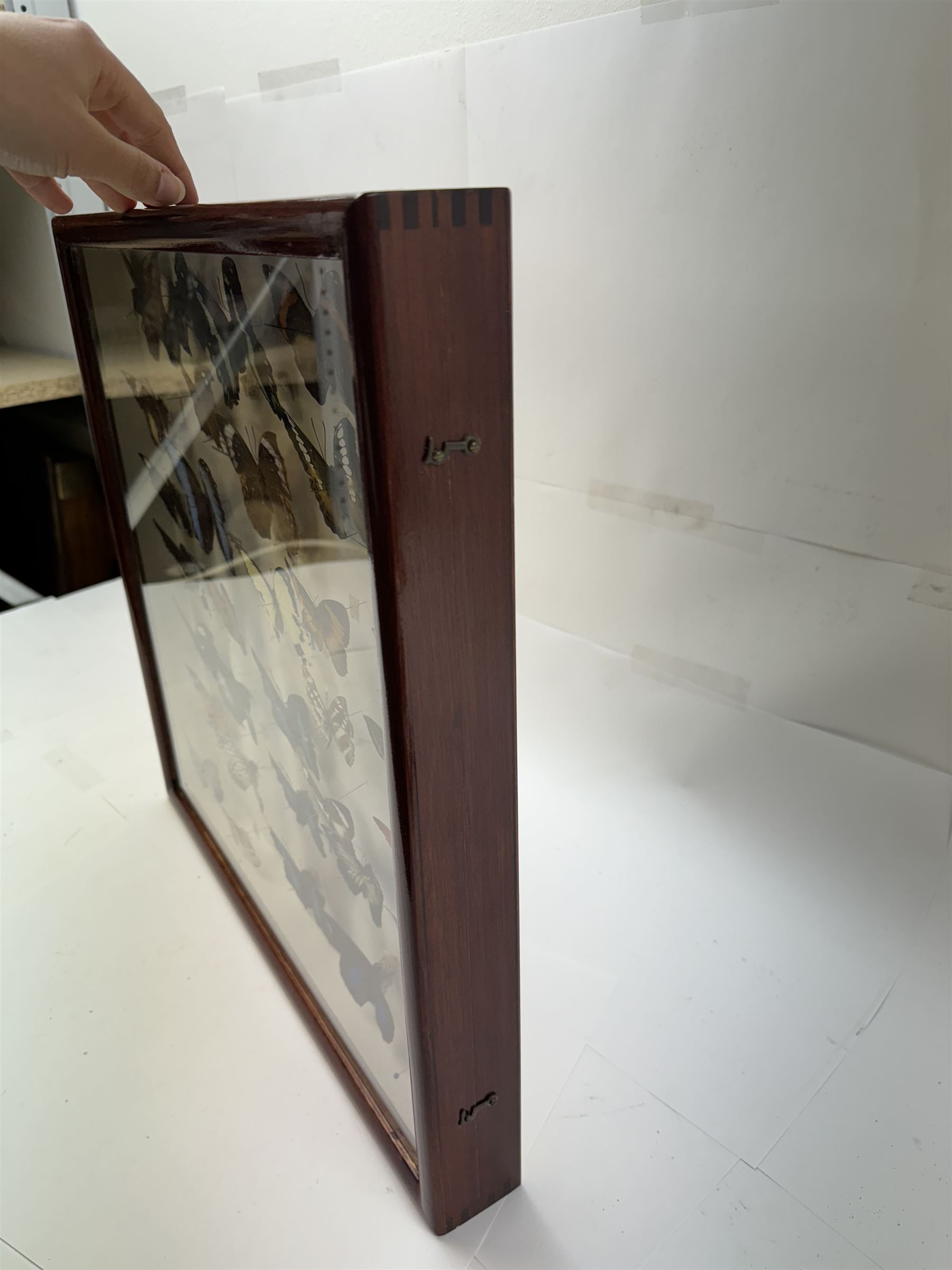 Entomology: Single glazed display of butterflies, circa 20th century, single glazed display containing thirty six various specimens, some with attached data labels, all pinned upon foam backing and named labels, enclosed within a glazed entomology drawer, H46cm, W46cm