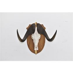 Antlers/Horns: Cape Buffalo skull and horns(Syncerus caffer caffer), mounted upon a wooden shield