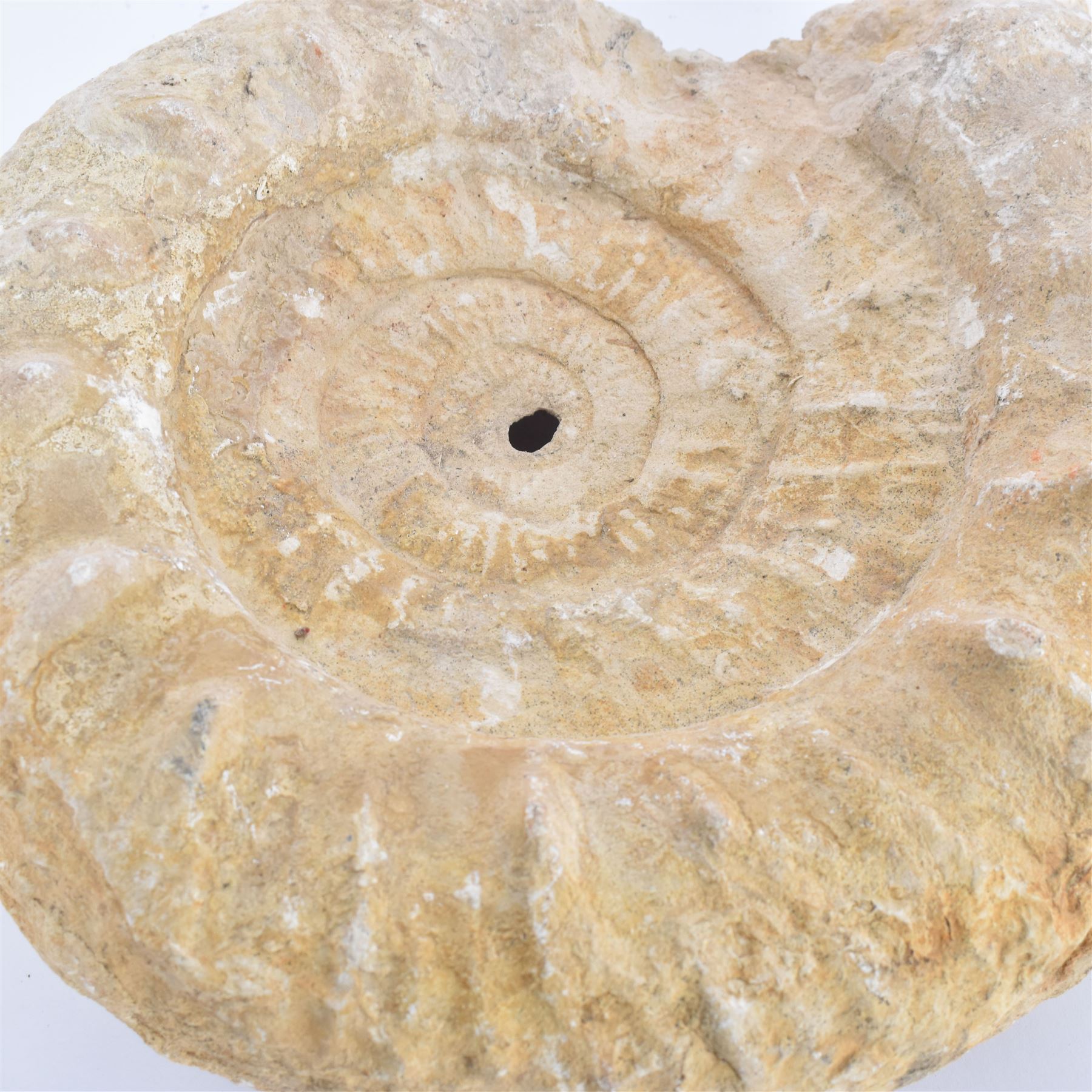 Large ammonite fossil, age; Cretaceous period, location; Morocco, W27cm