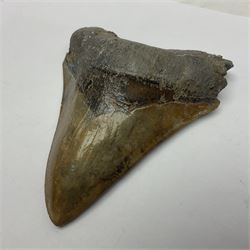 Large Megalodon (Otodus Megalodon) tooth fossil, with fine serrations in an unusually chocolate-colour age; Miocene period, H11.5cm, W9cm

Notes; Believed to have grown as large as 18 metres, the Megalodon was the largest shark and one of the most dominant marine predators ever to have existed. It roamed the ancient seas for around 20 million years until their extinction around 3.6 million years ago.  Megalodon teeth vary in colour and ton. influenced and coloured over the millennia by the conditions in which they are preserved