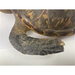 Taxidermy: Hawksbill Sea Turtle (Eretmochelys imbricata), juvenile full mount, beak to shell base, 40cm