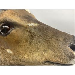 Taxidermy: Cape Bushbuck (Tragelaphus sylvaticus), an adult shoulder mount looking straight ahead, H80cm