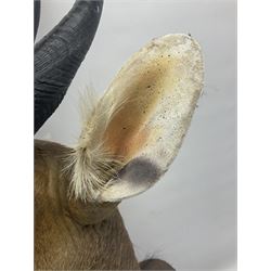 Taxidermy: Cape Bushbuck (Tragelaphus sylvaticus), an adult shoulder mount looking straight ahead, H80cm