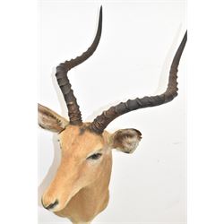 Taxidermy: Common impala (Aepyceros melampus) male, high quality shoulder mount looking to the right, H90cm