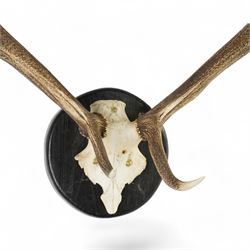 Antlers/horns: Set of Elk (Cervus Canadensis) antlers upon partial skull, mounted upon an ebonised circular wooden plaque, D104cm