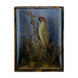 Taxidermy: Cased pair of green woodpeckers, Picus viridis and a single green woodpecker, full mounts on naturalistic branch bases with painted back boards, in ebonised cases. H31cm, W45cm, D17.5cm and H36cm, W28cm, D13.5cm (2)