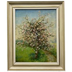 Alix Jennings (British 1884-1980): The Blossom Tree, oil on board signed 42cm x 33cm