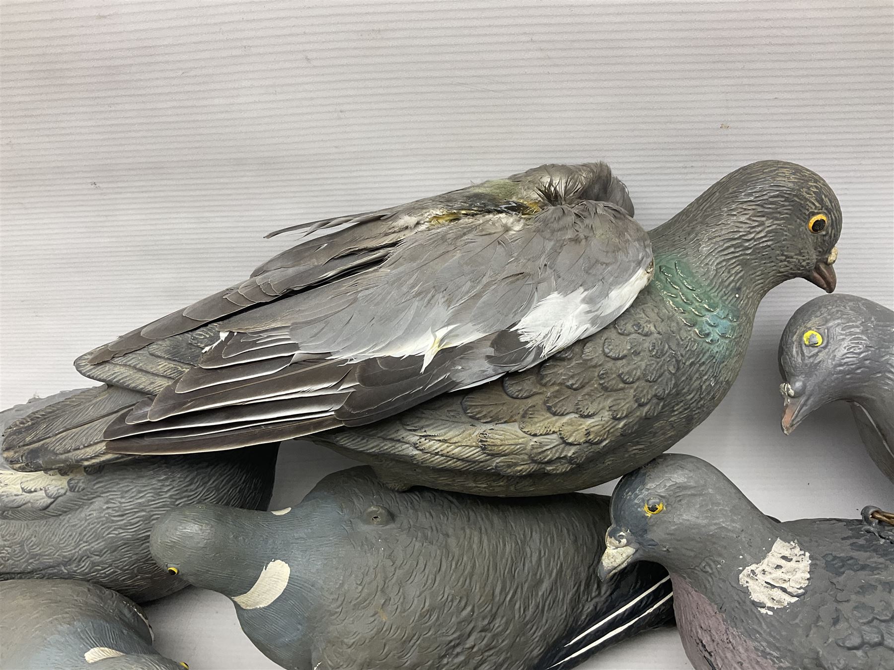 Fourteen Wood Pigeon decoys, together with camouflage netting