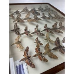 Entomology: Single glazed display of Hawk (Sphingidae) moths, circa 20th century, single glazed display containing thirty various specimens, maily with attached data labels, all pinned upon foam backing and named labels, enclosed within a glazed entomology drawer,  H35cm, L45cm