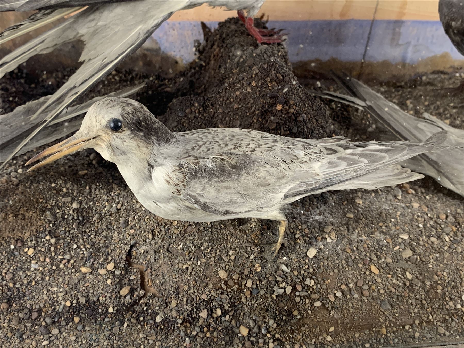 Taxidermy: Cased display of various Terns, full mounts, perched on a gravel ground and set against a shoreline painted back board. H38cm, W61cm, D28cm