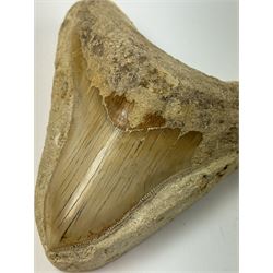 Large Megalodon (Otodus Megalodon) tooth fossil, with fine serrations in a matrix, age; Miocene period location; Java, Indonisia, H10cm, W11cm 
Notes; Believed to have grown as large as 18 metres, the Megalodon was the largest shark and one of the most dominant marine predators ever to have existed. It roamed the ancient seas for around 20 million years until their extinction around 3.6 million years ago. Megalodon teeth vary in colour and ton. influenced and coloured over the millennia by the conditions in which they are preserved