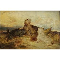 Paul Jones (British fl.1855-1888): Terriers Fighting on a Hilltop, oil on canvas signed 20cm x 29cm