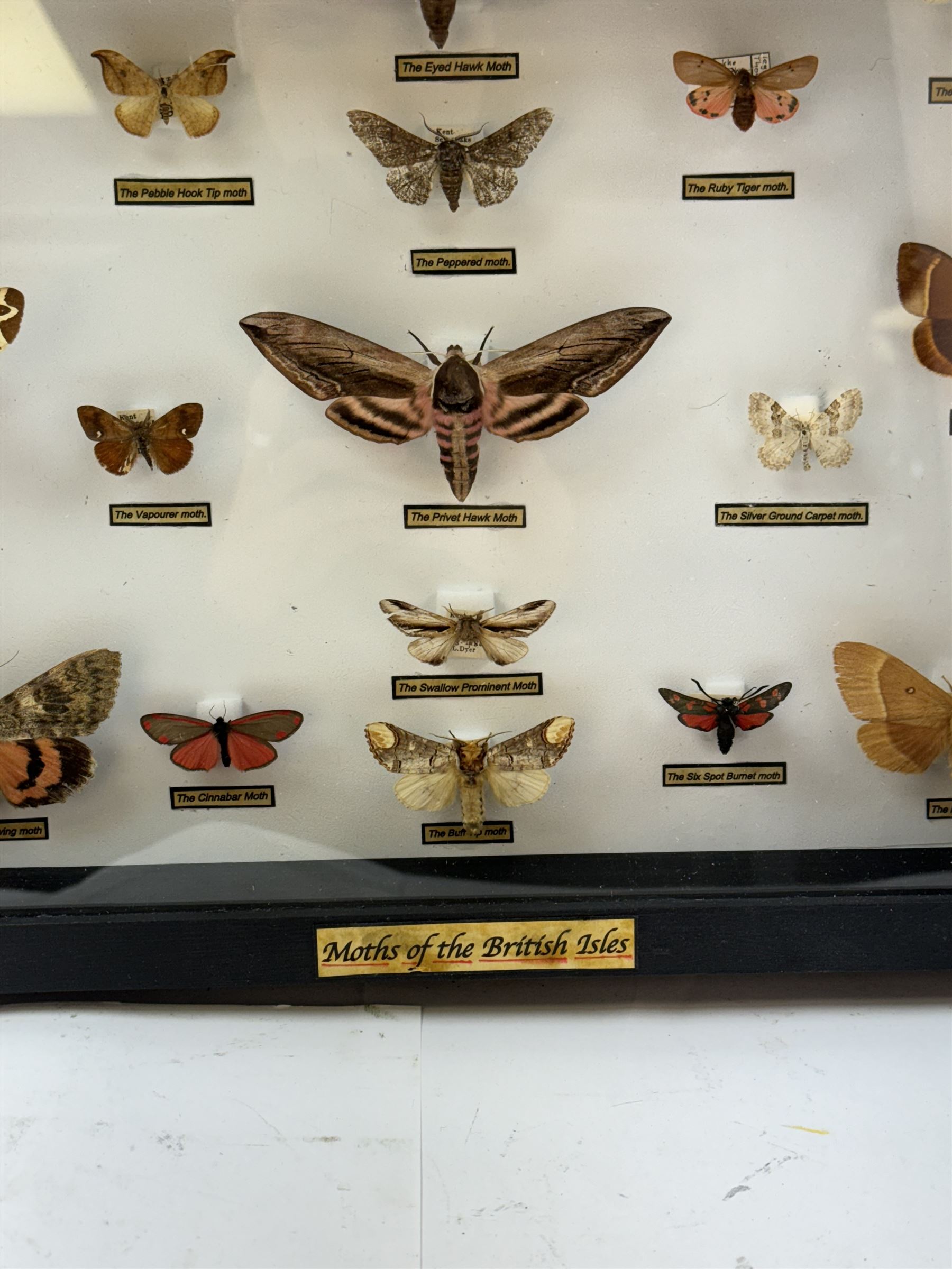 Entomology: Single glazed display of Moths of the British Isles, circa 20th century, single glazed display containing seventeen various specimens, including Privet Hawk moth, Eyed Hawk moth, Fox moth, some with attached data labels, all pinned upon foam backing and named labels, enclosed within a glazed ebonised display case, H28cm, L39cm