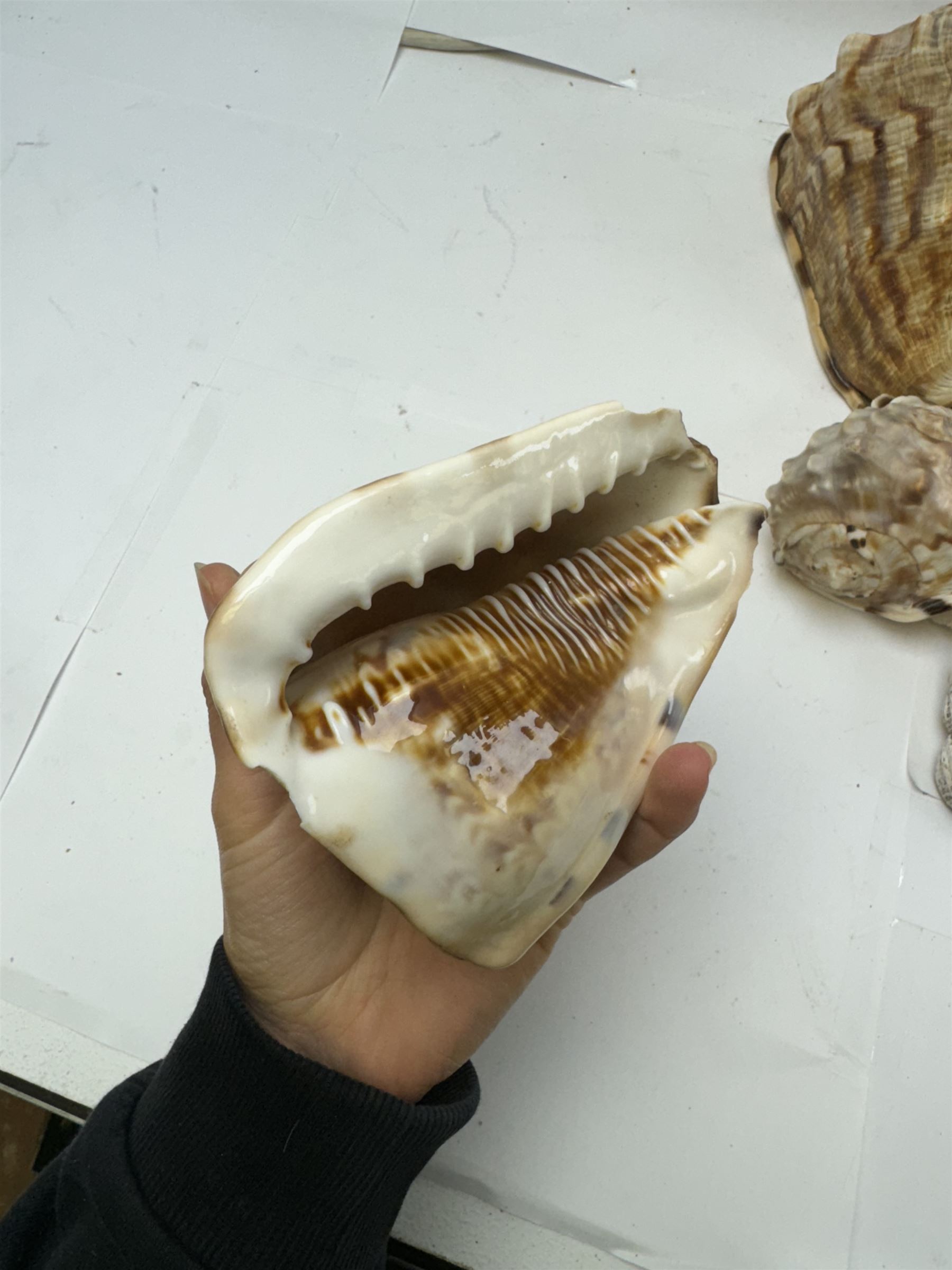 Conchology: selection of shells, including mother of pearl Turbo Marmaratus shell, Conch shells, Triton shell etc 