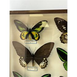 Entomology: Single glazed display of Birdwing (Ornithoptera) butterflies, circa 20th century, single glazed display containing seven various specimens, including Cape York birdwing (Ornithoptera priamus), Rothschild's birdwing (ornithoptera rothschildi), some with attached data labels and name labels, all pinned upon foam backing, enclosed within a glazed entomology drawer, makers label to verso 'Product of J.J Hill & Son, London N.W.10', H45cm, L35cm