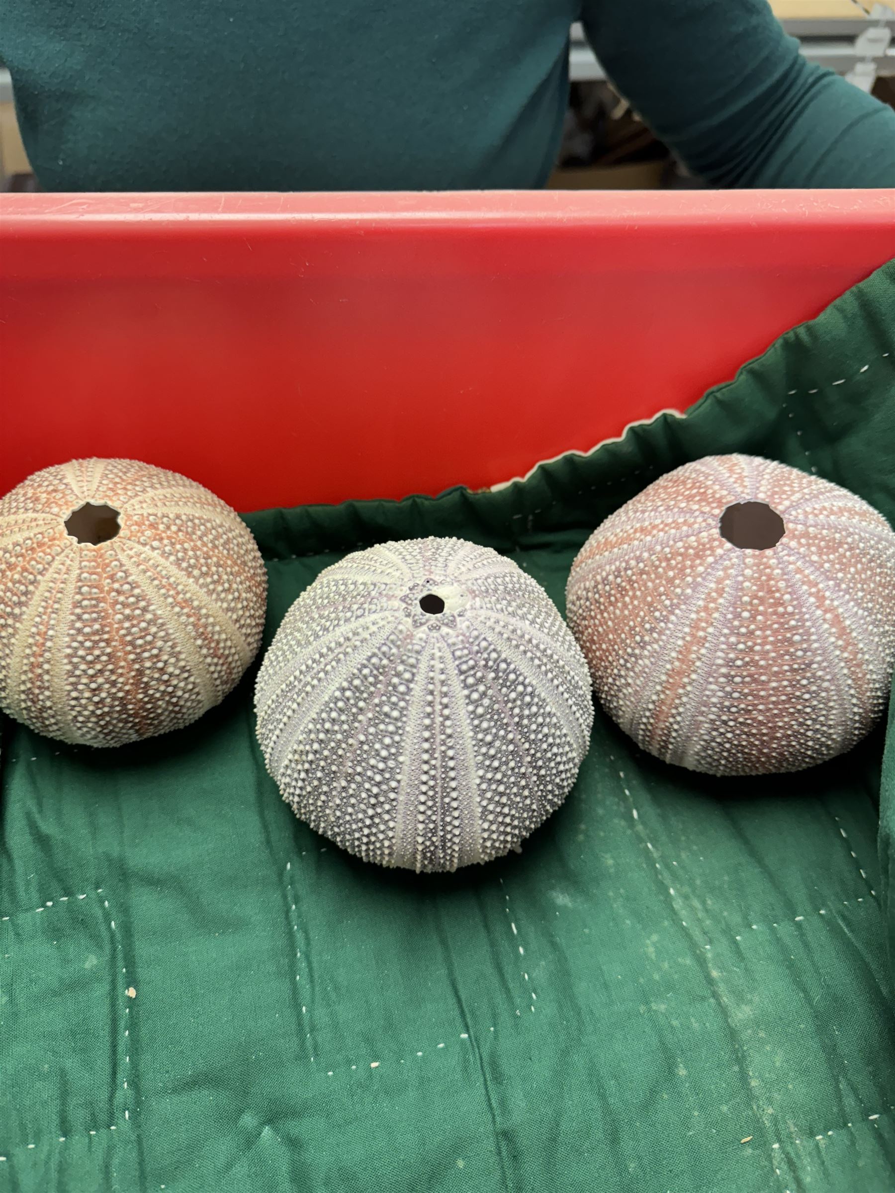 Conchology: two large pieces of coral, three sea urchin shells, conch shells, and others 