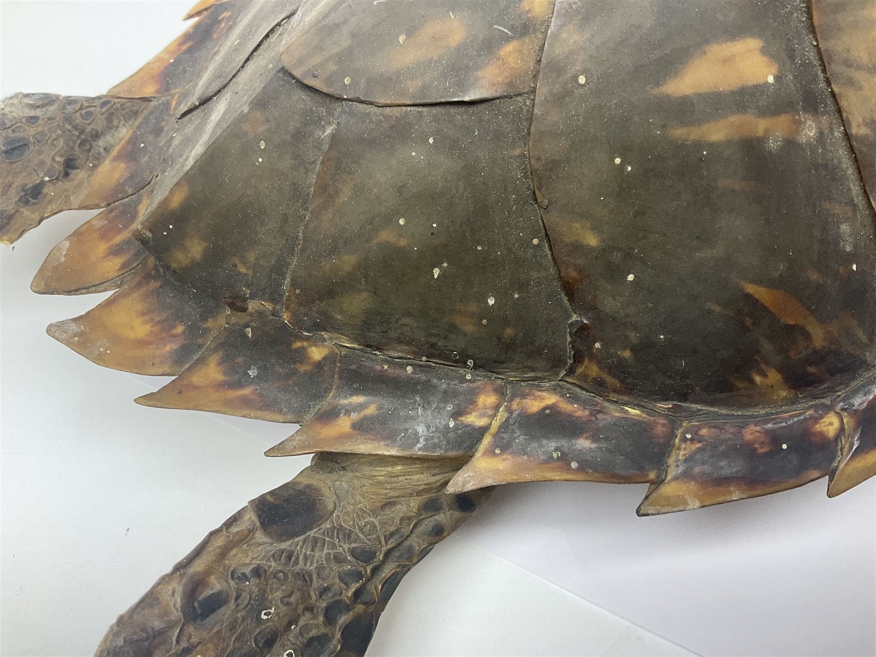 Taxidermy: Hawksbill Sea Turtle (Eretmochelys imbricata), juvenile full mount, beak to shell base, 40cm