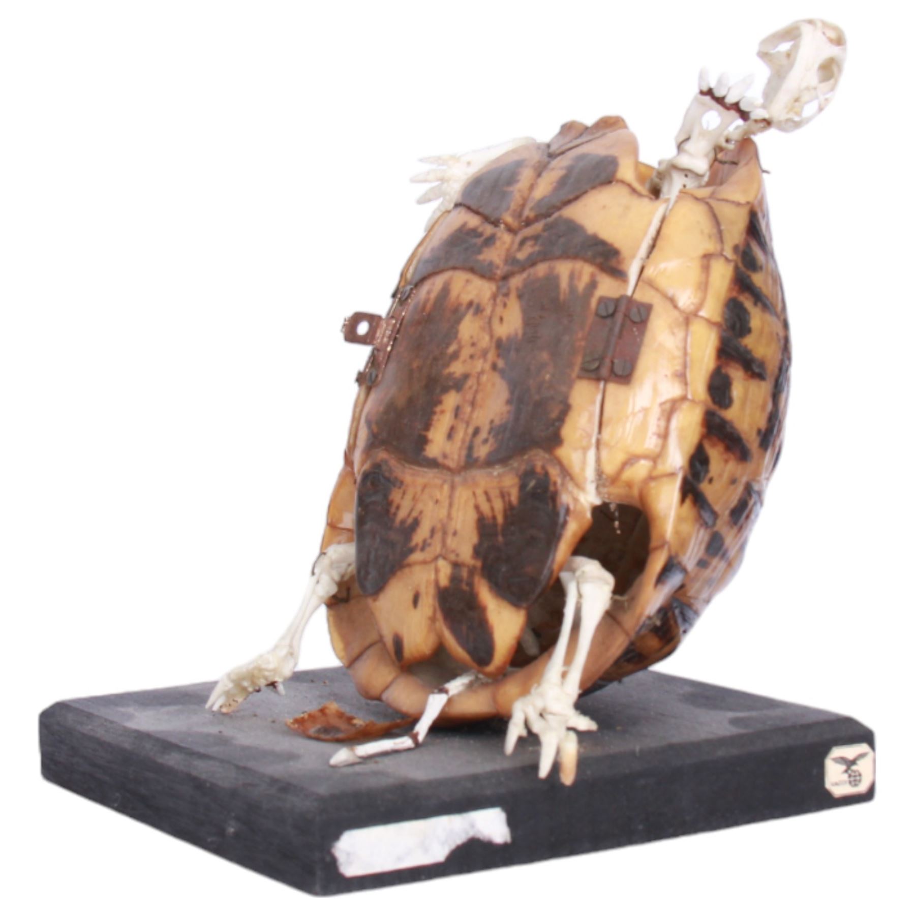 Taxidermy: Leopard Tortoise (Stigmochelys pardalis), the shell mounted upon an ebonised wooden base, with hinged mechanise opening to relieve a skeleton, H17cm  