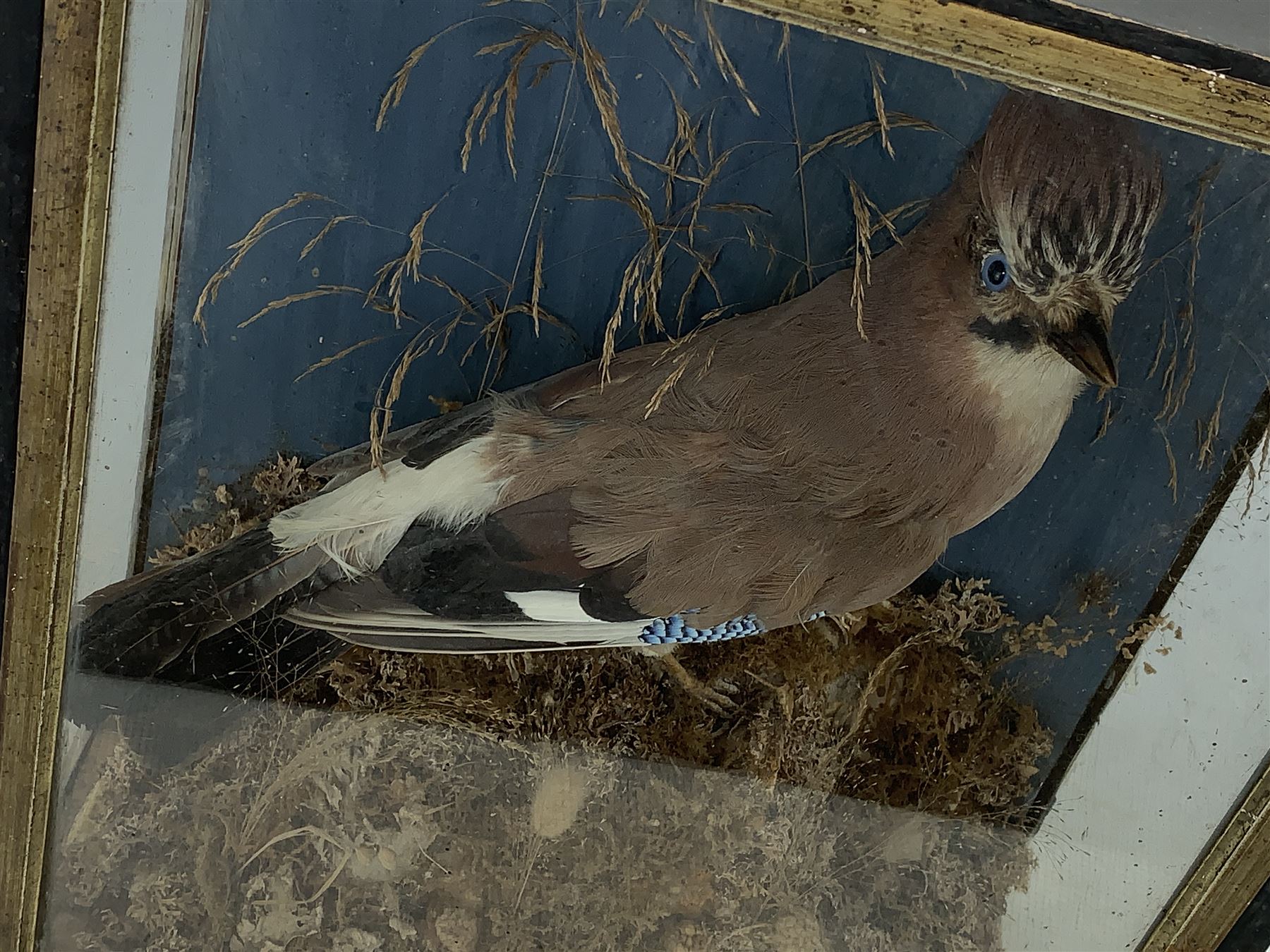 Taxidermy: Cased Ring Ouzel (Turdus torquatus) and a cased Eurasian jay (Garrulus glandarius), both full mounts perched on naturalistic grounds and set against a pale blue painted back board, in ebonised cases. H29cm, W27.5cm, D11.5cm and H41.5cm, W34.5cm, D16cm (2)