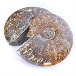 Two Cleoniceras ammonite fossils, with polished finish, age: Cretaceous period, location: Madagascar, D14cm