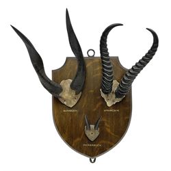 Antlers/horns; Bushbuck (Tragelaphus sylvaticus),  Duiker Buck (Sylvicapra grimmia) and Springbok (Antidorcas marsupialis), three pairs of adult antlers upon an oak shield, shield H38cm 