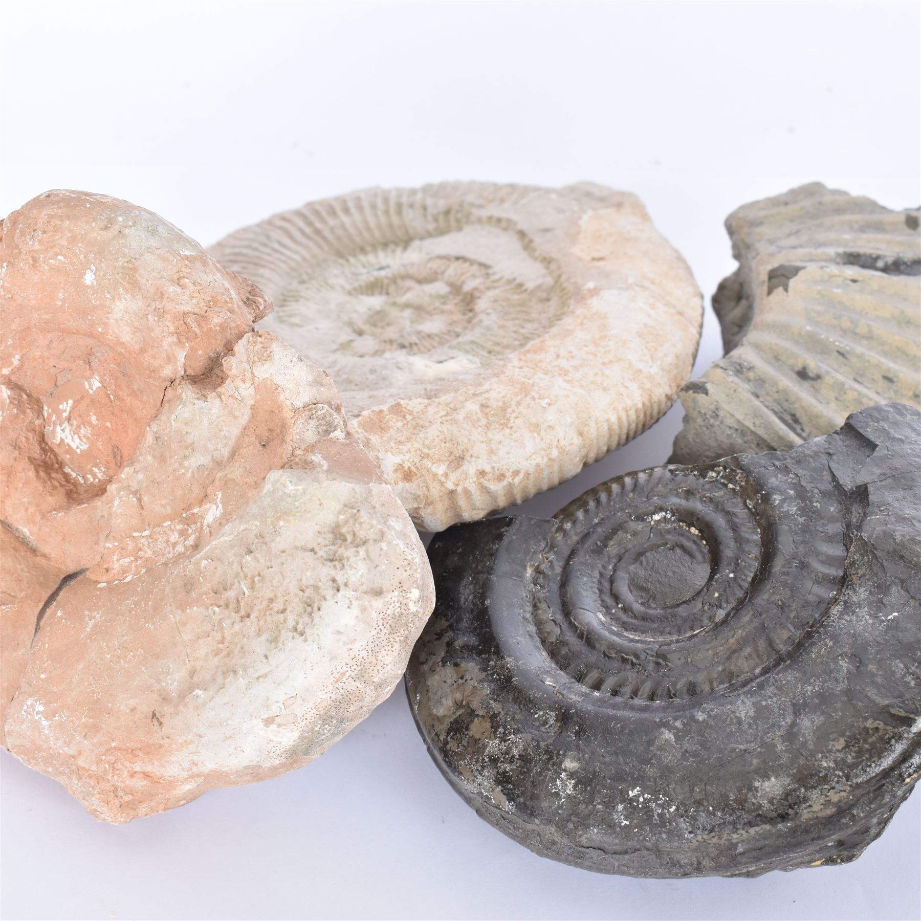 Ammonites and parts of ammonites, including an example from Whitby 