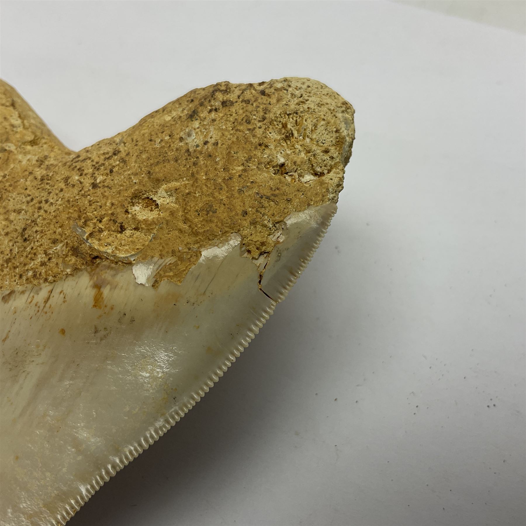 Large Megalodon (Otodus Megalodon) tooth fossil, with fine serrations, age; Miocene period, H11.5cm, W9cm

Notes; Believed to have grown as large as 18 metres, the Megalodon was the largest shark and one of the most dominant marine predators ever to have existed. It roamed the ancient seas for around 20 million years until their extinction around 3.6 million years ago.  Megalodon teeth vary in colour and ton. influenced and coloured over the millennia by the conditions in which they are preserved