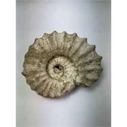 Ammonite fossil, age; Cretaceous period, location; Morocco, W20cm