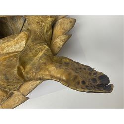 Taxidermy: Hawksbill Sea Turtle (Eretmochelys imbricata), juvenile full mount, beak to shell base, 40cm