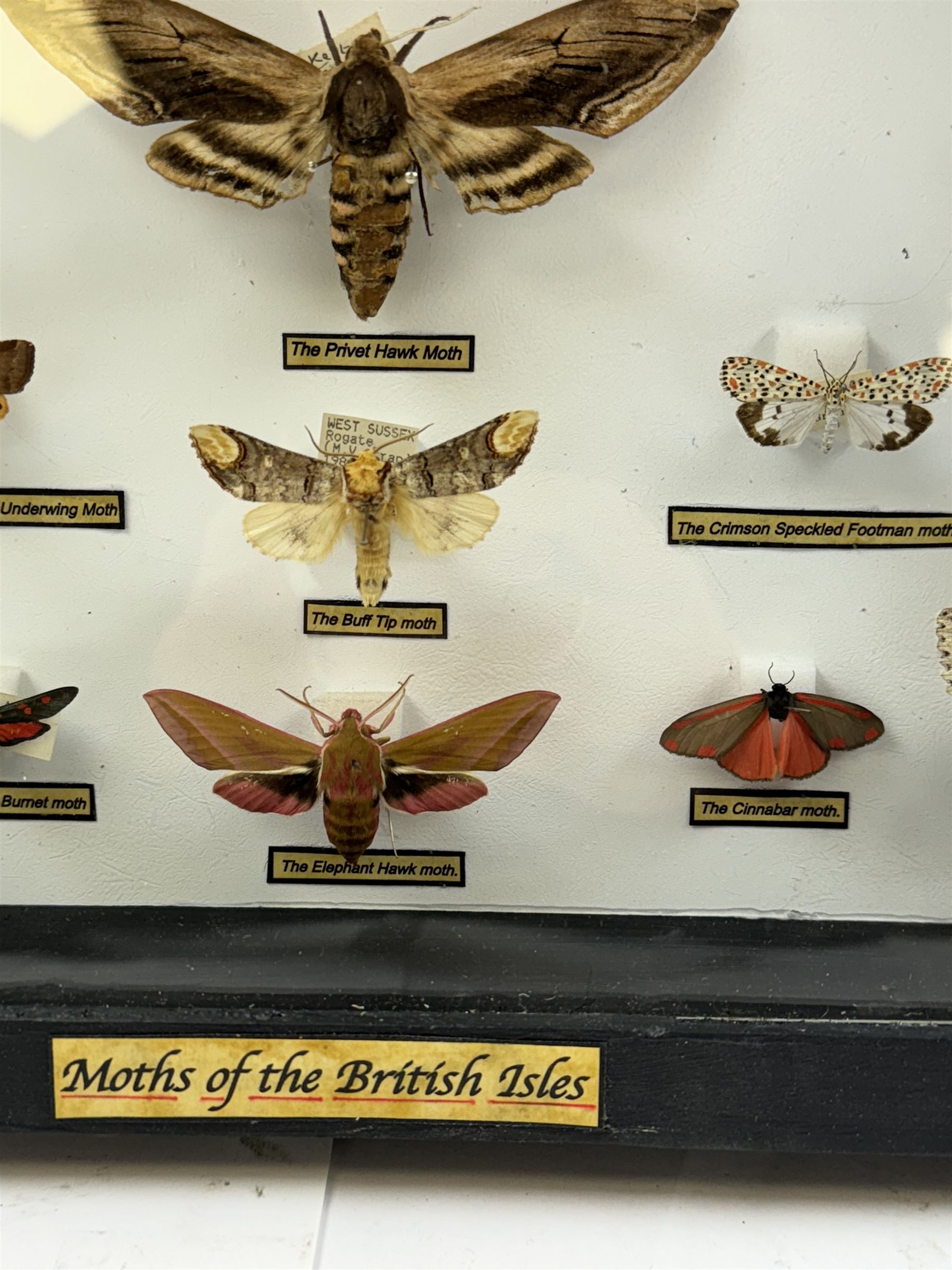 Entomology: Single glazed display of Moths of the British Isles, circa 20th century, single glazed display containing nineteen various specimens, including Privet Hawk moth, Puss moth, Lime Hawk moth, Elephant hawk moth, some with attached data labels, all pinned upon foam backing and named labels, enclosed within a glazed ebonised display case, H28cm, L38cm