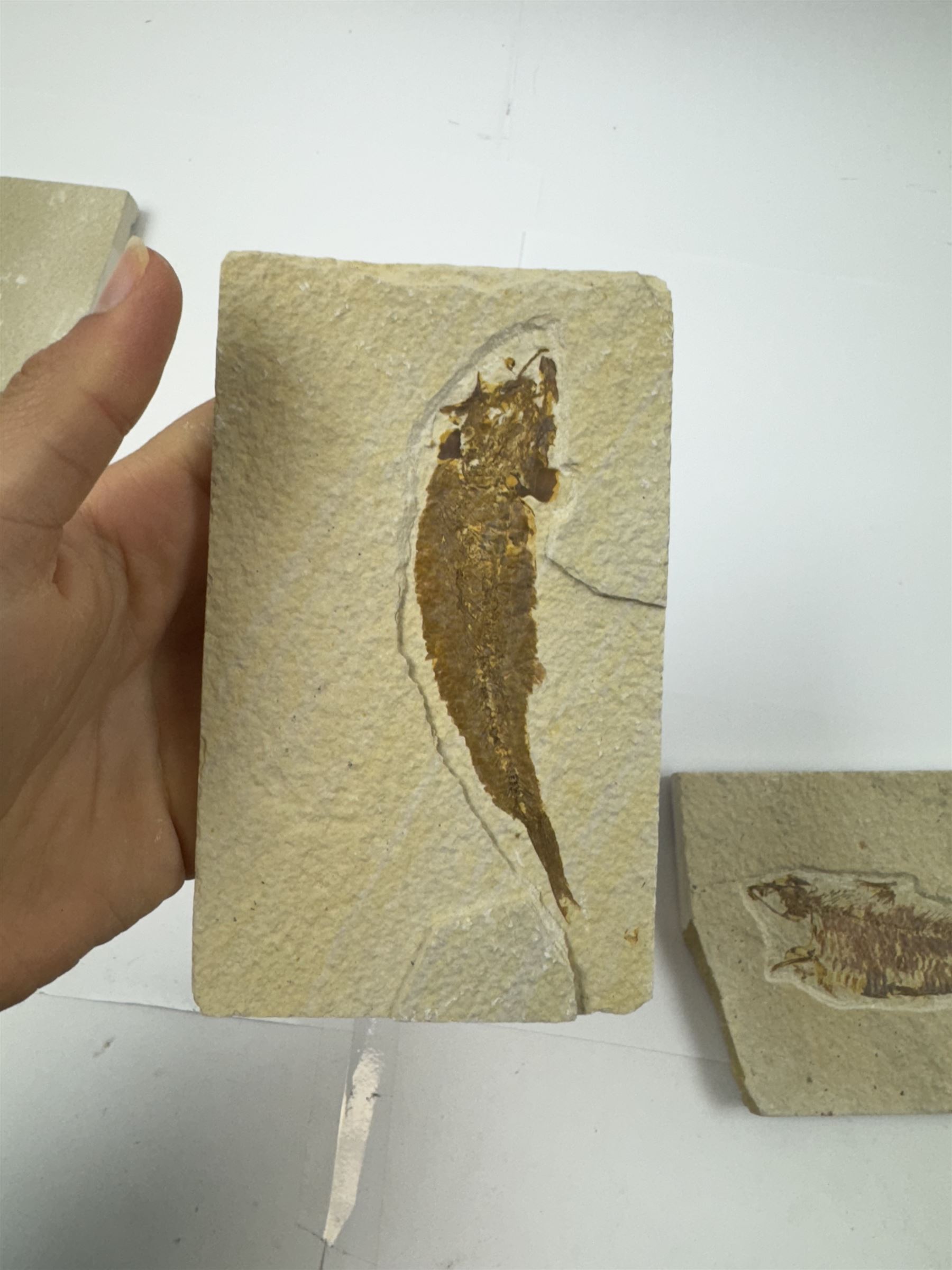 Four fossilised fish (Knightia alta) each in an individual matrix; Eocene period, location; Green River Formation, Wyoming, USA, largest H10cm, W15cm