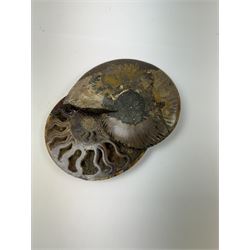 Pair of Cleoniceras ammonite fossil slices, with polished finish, age: Cretaceous period, location: Madagascar, D14cm