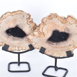 Pair of polished petrified wood slices, sliced in cross-section and polished to both sides, some growth rings still visible and a blackened centre, texture to edges, upon metal stands, H19cm