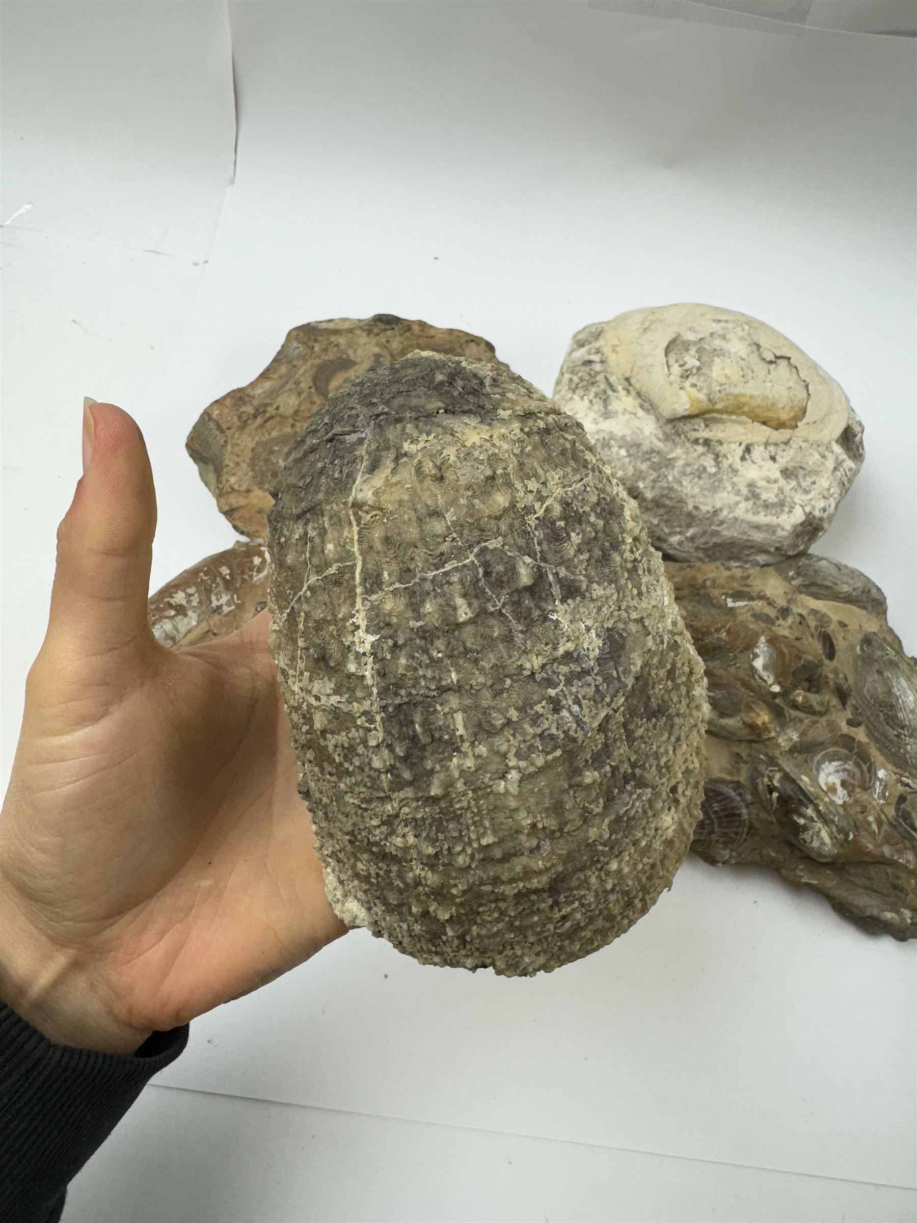 Six shell fossils, including devils toenail (Gryphaea arcuata), Venericardia etc, location Scunthorpe 