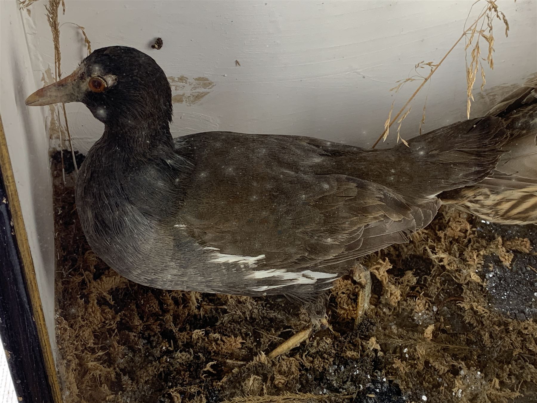 Taxidermy: Cased Moorhen (Gallinula chloropus) and female Mallard Duck (Anas platyrhynchos) and a cased group of British garden birds including Blue Tit, Coal Tit, Great Tit and Long Tailed Tit, both perched on naturalistic bases with painted back boards, in ebonised cases. H42cm, W56cm, D20cm and H46cm, W30cm, D12.5cm (2)