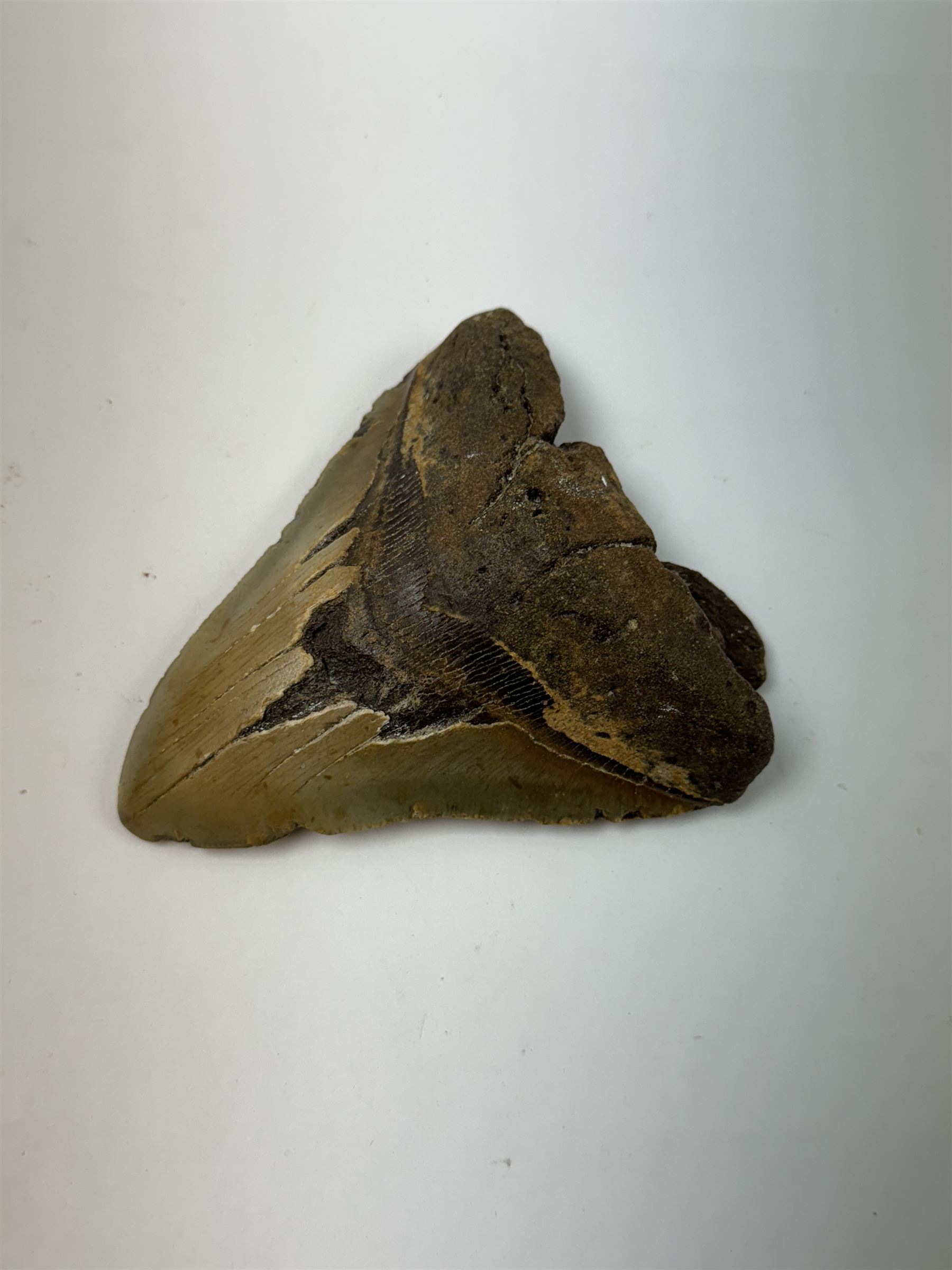 Large Megalodon (Otodus Megalodon) tooth fossil, with fine serrations age; Miocene period location; Java, Indonisia, H10.5cm, W11cm Notes; Believed to have grown as large as 18 metres, the Megalodon was the largest shark and one of the most dominant marine predators ever to have existed. It roamed the ancient seas for around 20 million years until their extinction around 3.6 million years ago. Megalodon teeth vary in colour and ton. influenced and coloured over the millennia by the conditions in which they are preserved