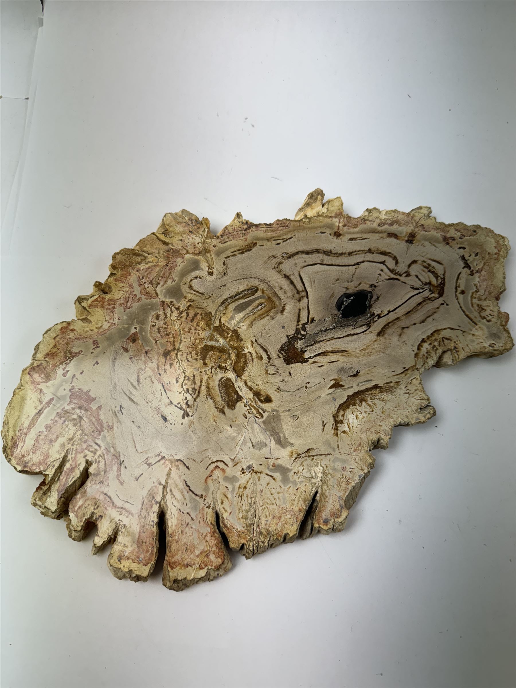 Pair of polished petrified wood specimen, sliced in cross-section and polished to both side to reveal an array of colours, texture to edges, H15cm, L30cm