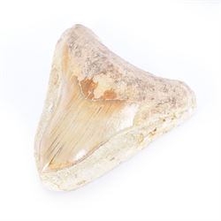 Large Megalodon (Otodus Megalodon) tooth fossil, with fine serrations in a matrix, age; Miocene period location; Java, Indonisia, H10cm, W11cm 
Notes; Believed to have grown as large as 18 metres, the Megalodon was the largest shark and one of the most dominant marine predators ever to have existed. It roamed the ancient seas for around 20 million years until their extinction around 3.6 million years ago. Megalodon teeth vary in colour and ton. influenced and coloured over the millennia by the conditions in which they are preserved